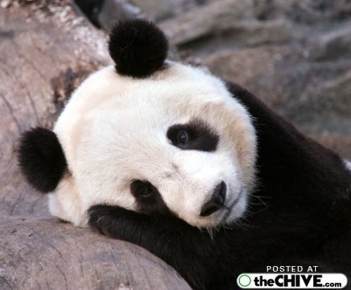  and sad panda is sad By Usagi Leave a Comment Categories Panda Pics