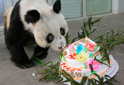 Happy birthday [DS]KillerPanda! Panda-tao-tao